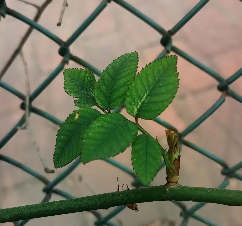 惊喜，绿色悄然而至，月季花的叶子已经开始萌发，月季花还会远吗？春天即将拉开百花盛