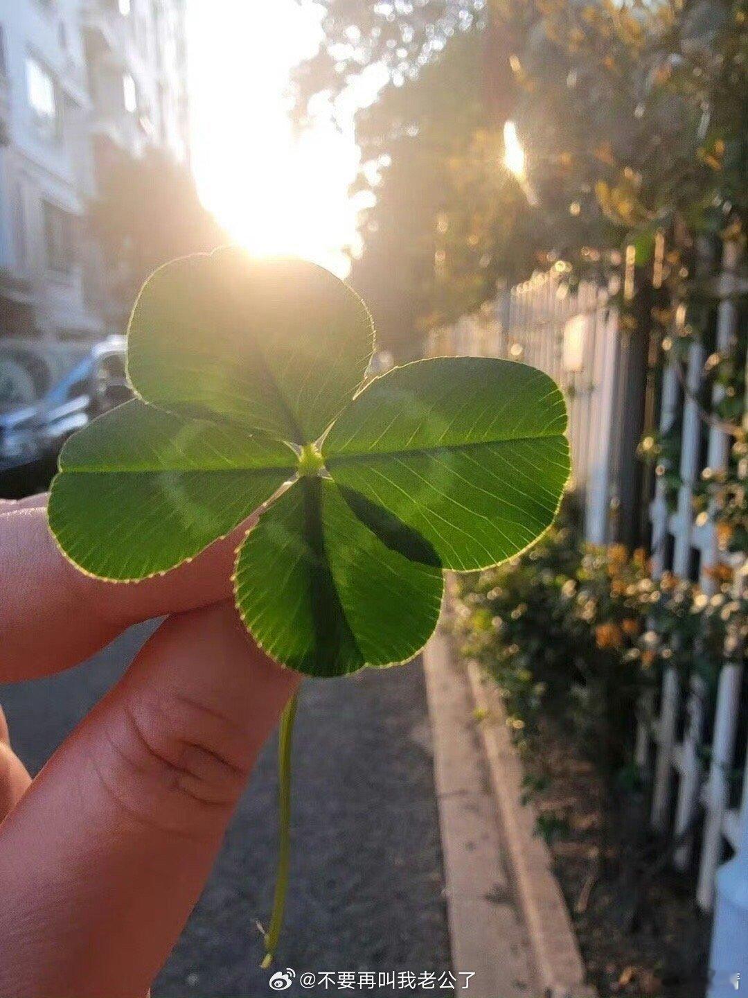 刷到四叶草🍀不要无视，评论很灵的 