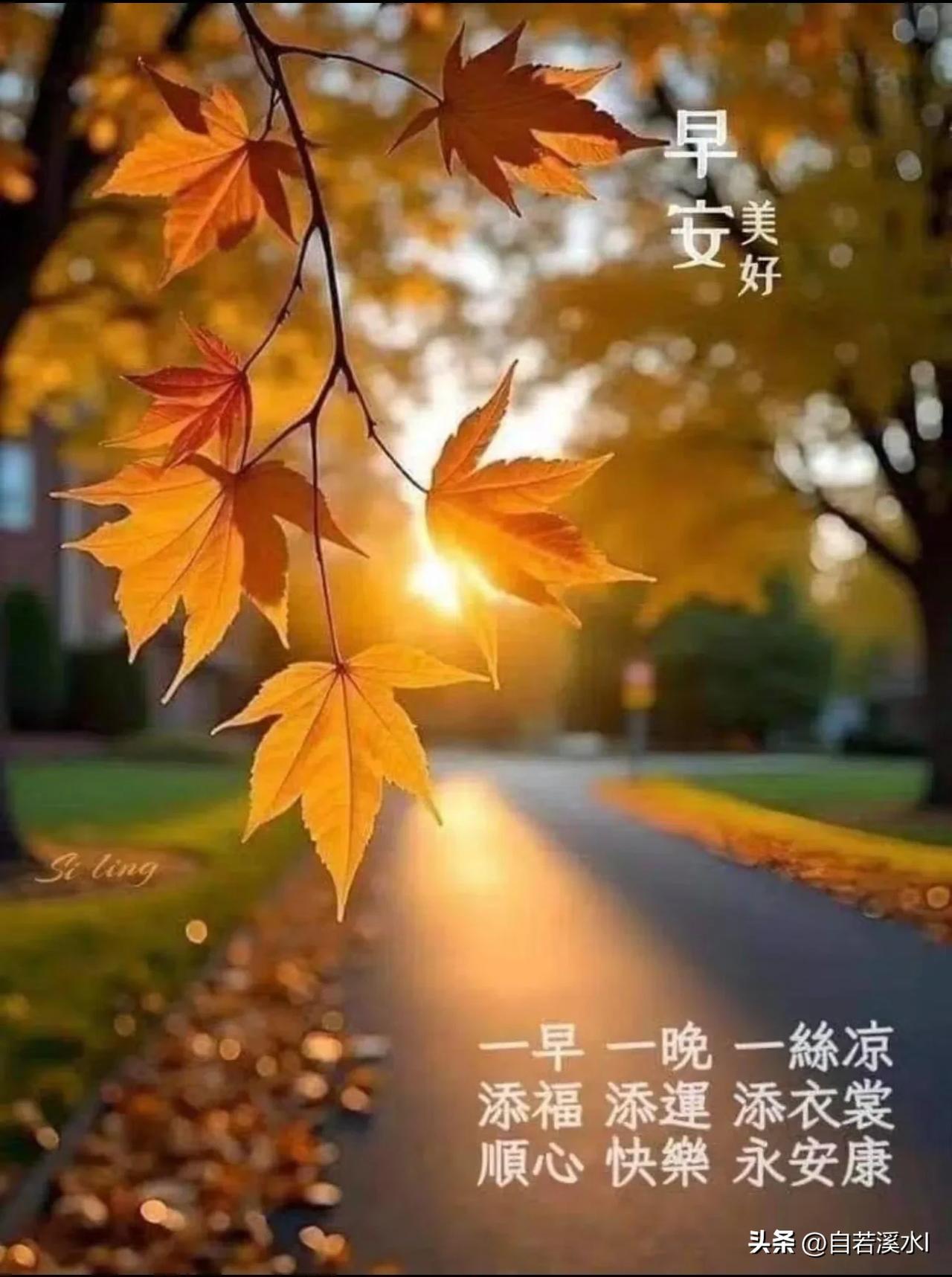 枫叶迎朝露，秋凉多珍重，早安吉祥。