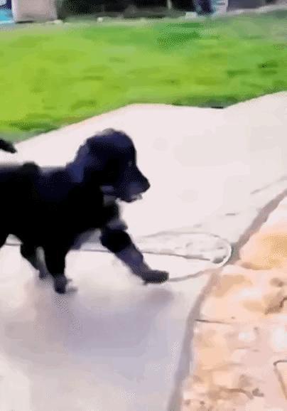 步伐倒是很稳，就是感觉眼睛不太好，水池都看不见。