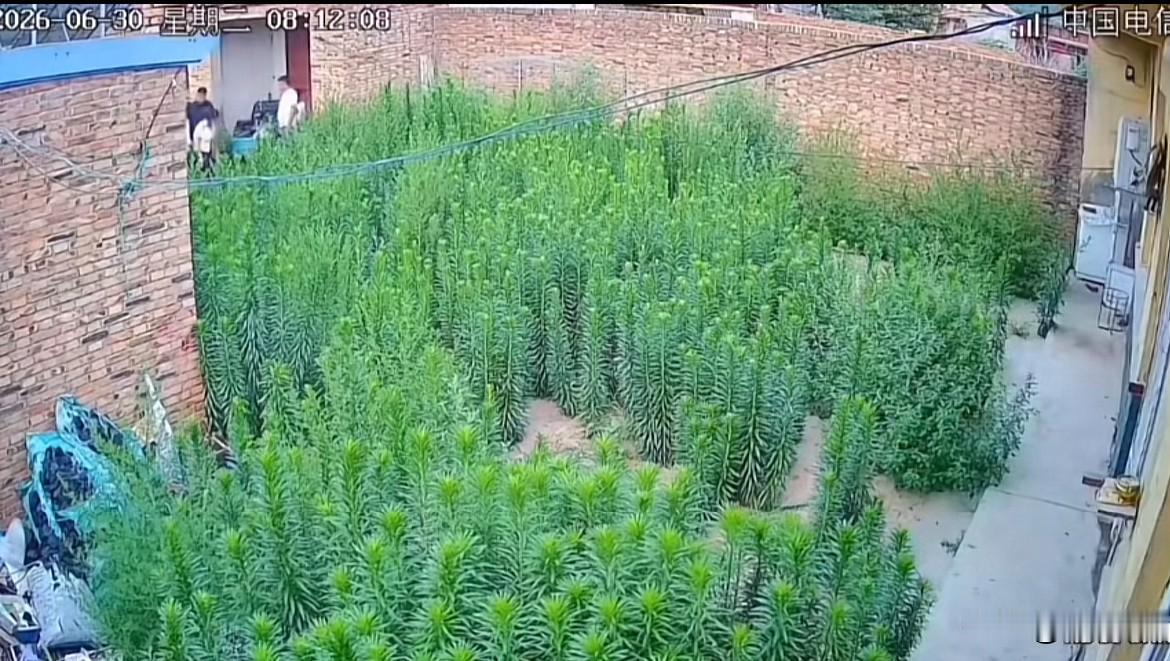 网友晒出没有了父母的老家院子里长满杂草，这一幕看了让人心里很难过！他们一起清理完