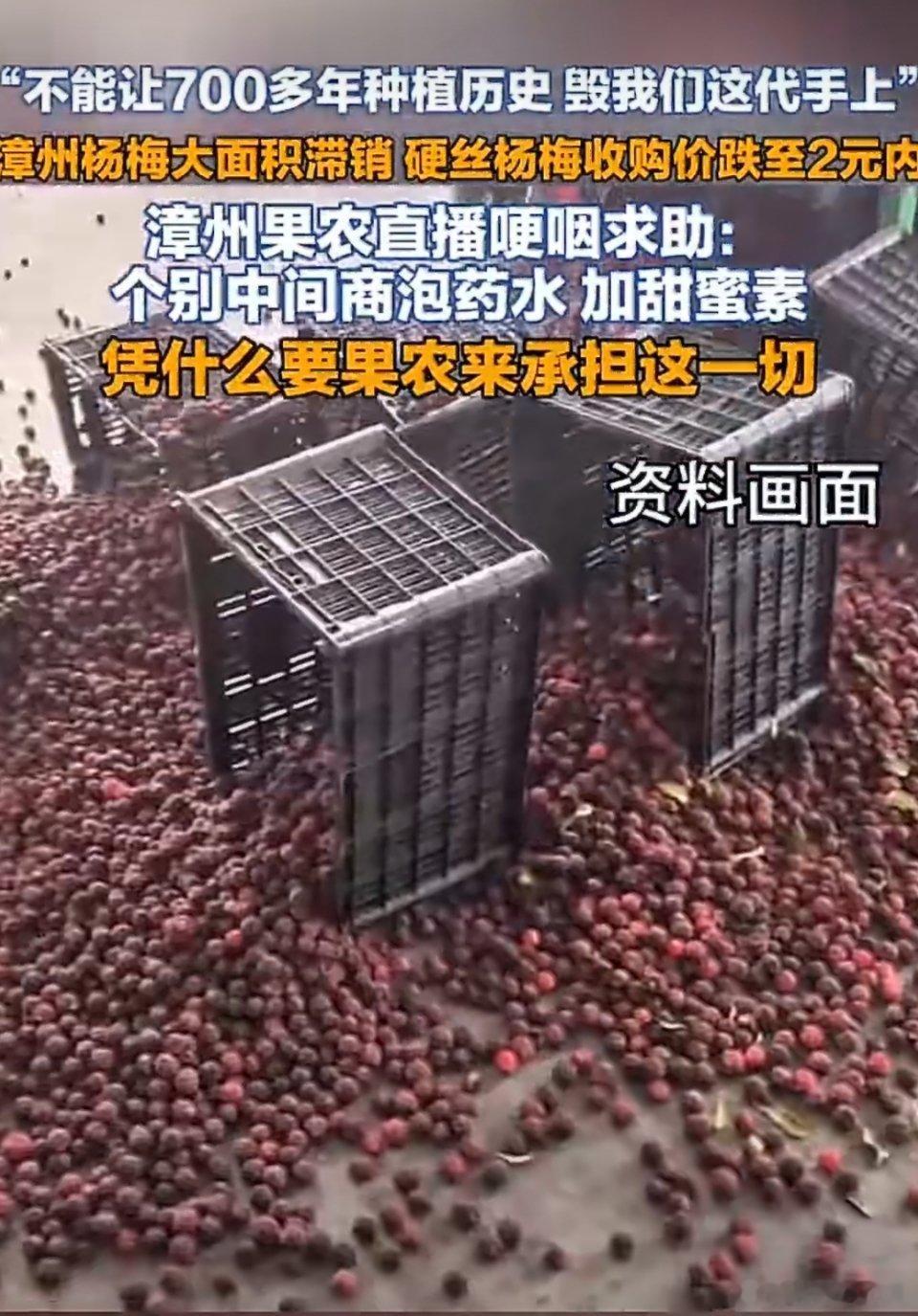 漳州杨梅果农哽咽求助看了漳州杨梅滞销的新闻，因为少数无良商贩，违规使用违禁防腐剂