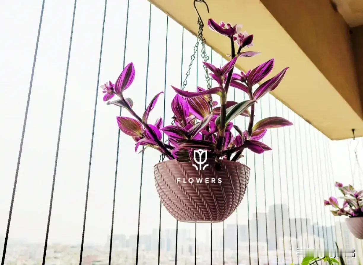 阳台是疲惫生活中最治愈的地方。

阳台种花，是一种解压一种享受一种身心愉悦。
