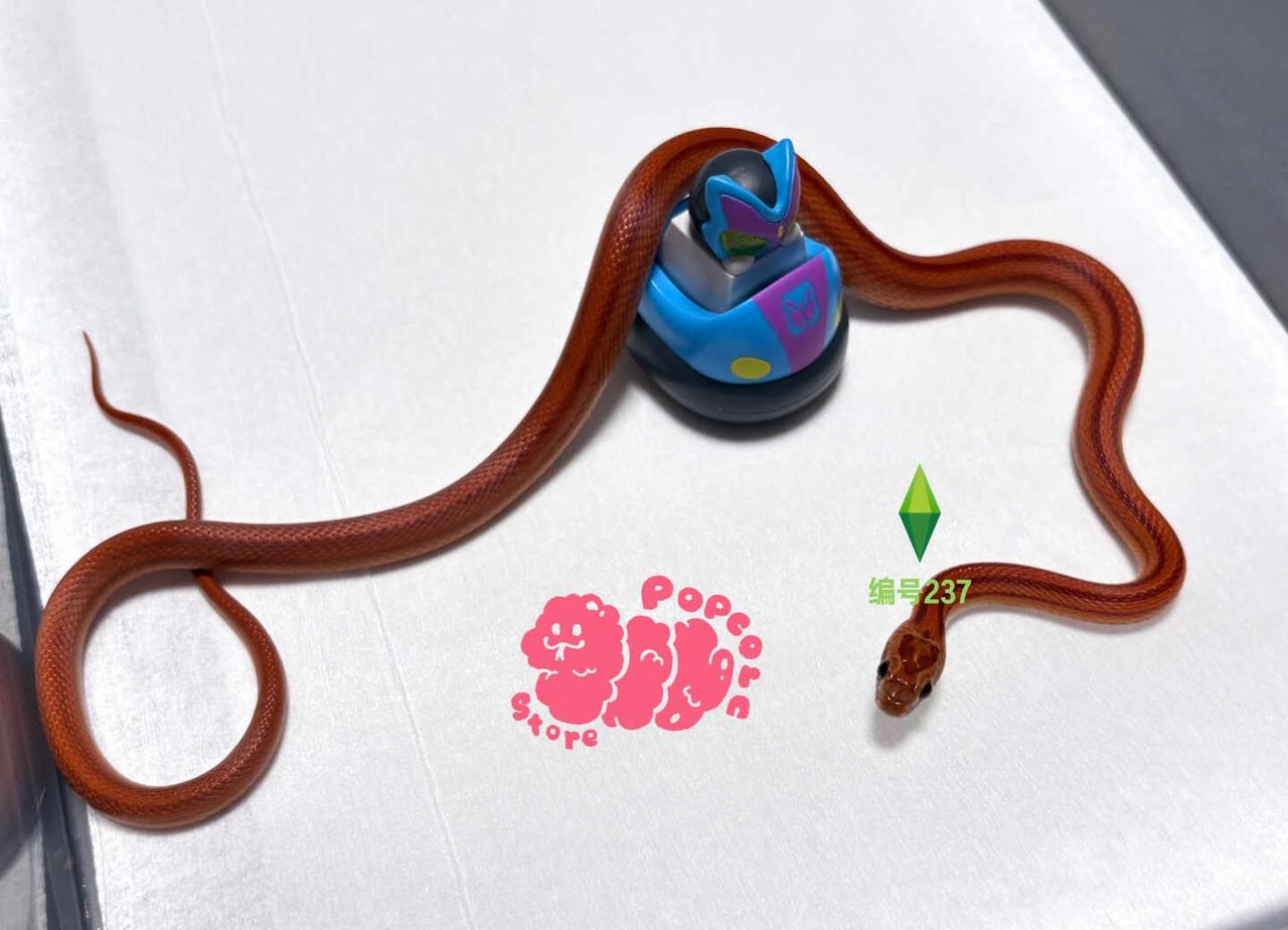 苏州同城出小蛇
1-3张苏州自提8km可送货 包售后教学
新手友好蛇蛇教 饲养员