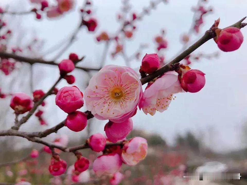 下联:桃花朵朵红