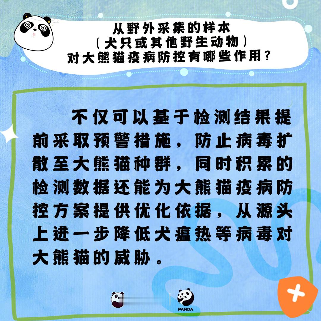 【涨知识了！8图读懂大熊猫疫病防控】大熊猫疫病防控中的“头号杀手”是犬瘟热，科研