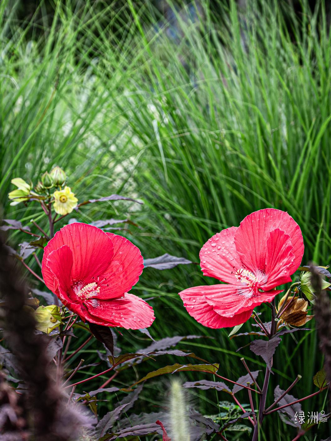 并蒂红花 杭州#用照片来讲故事#    ​​​