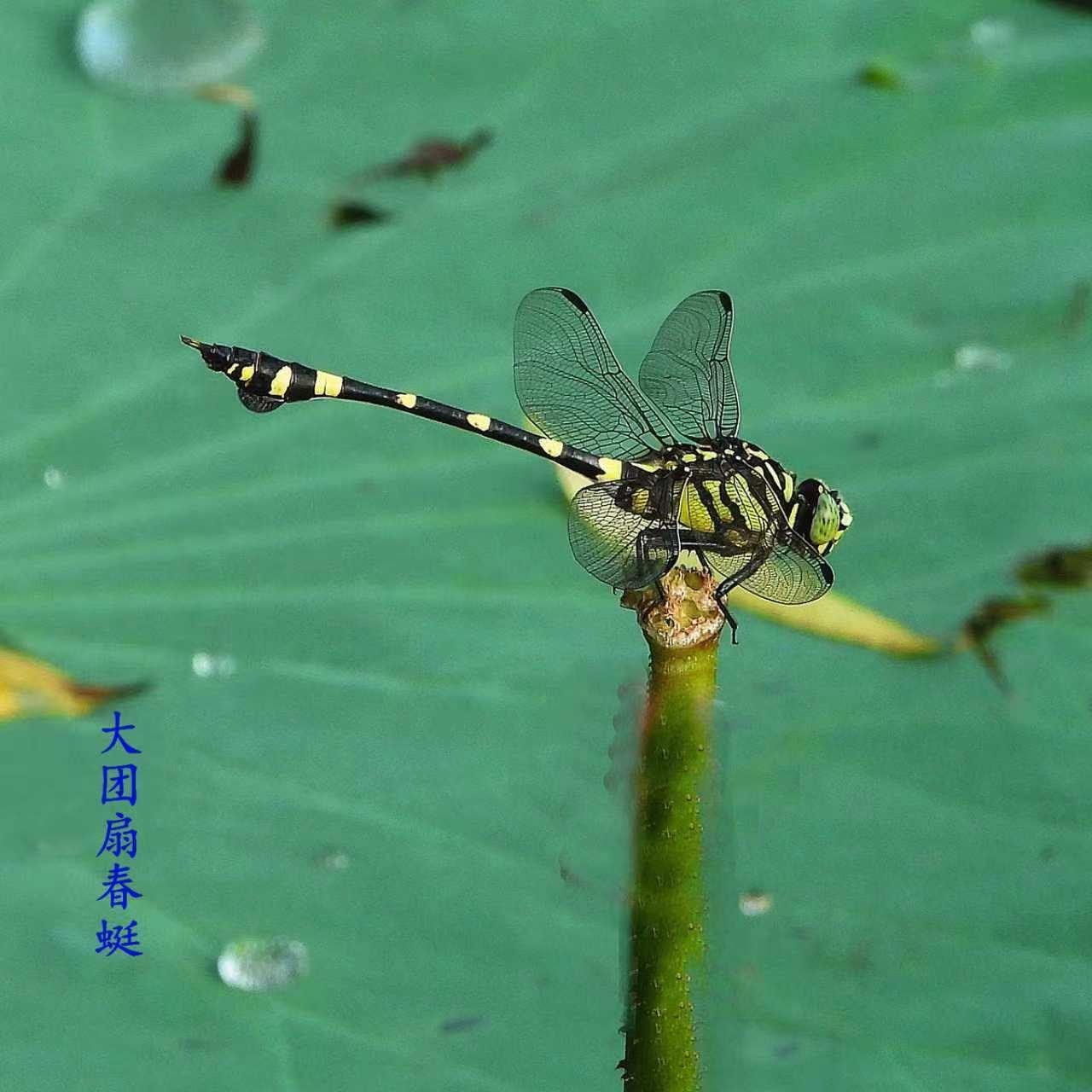 蜻蜓辨识——大团扇春蜓与狭腹灰蜻

大团扇春蜓，有黄绿底色配粗黑条纹，腹部末端有