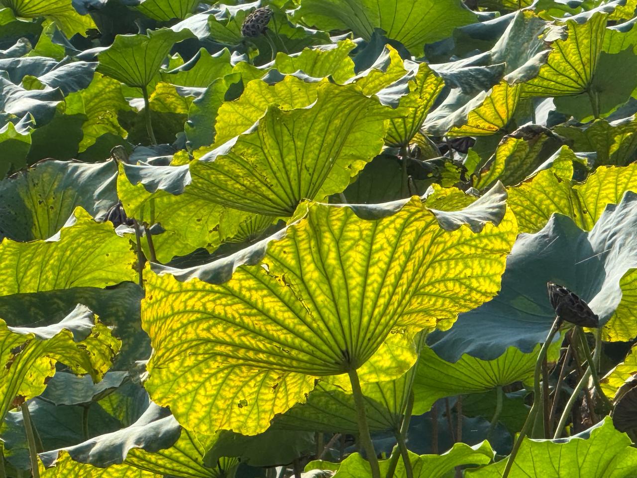 花无百日红，荷叶迎秋风。（昨天下午摄于杭州西湖断桥）