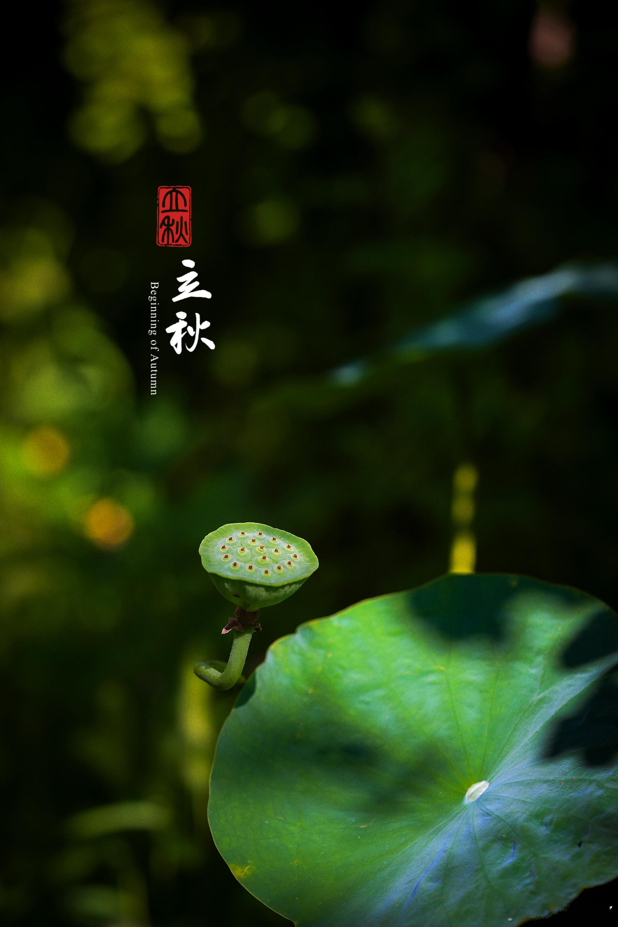 云天收夏色，木叶动秋声今日立秋植物花草生活手记日常记录我的花园烟台