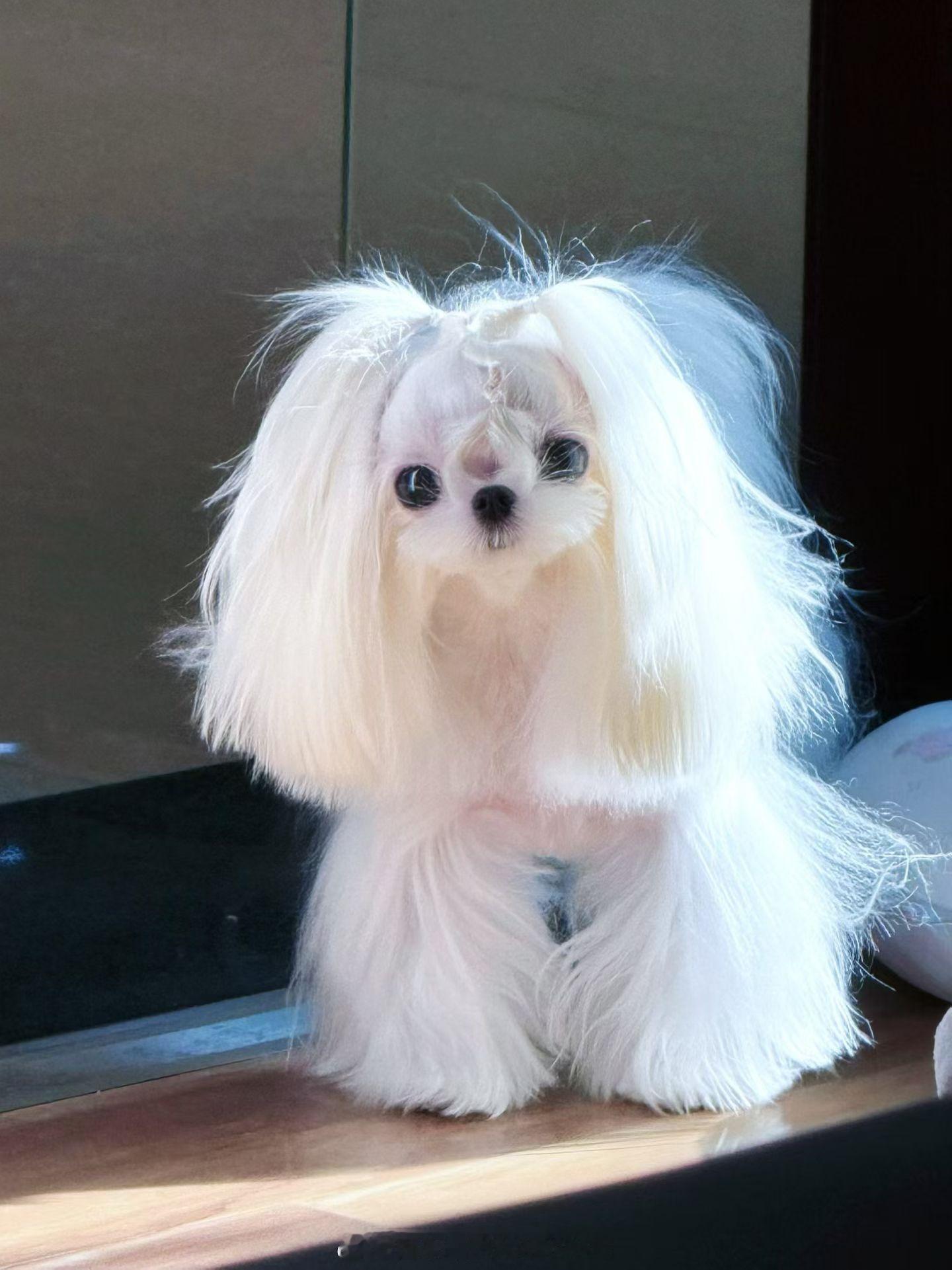 ॰¨̮🧺ℴ🧸⋆｡˚𝙎𝙩𝙖𝙮 𝙬𝙞𝙩𝙝 𝙢𝙚⋆｡˚马尔济斯