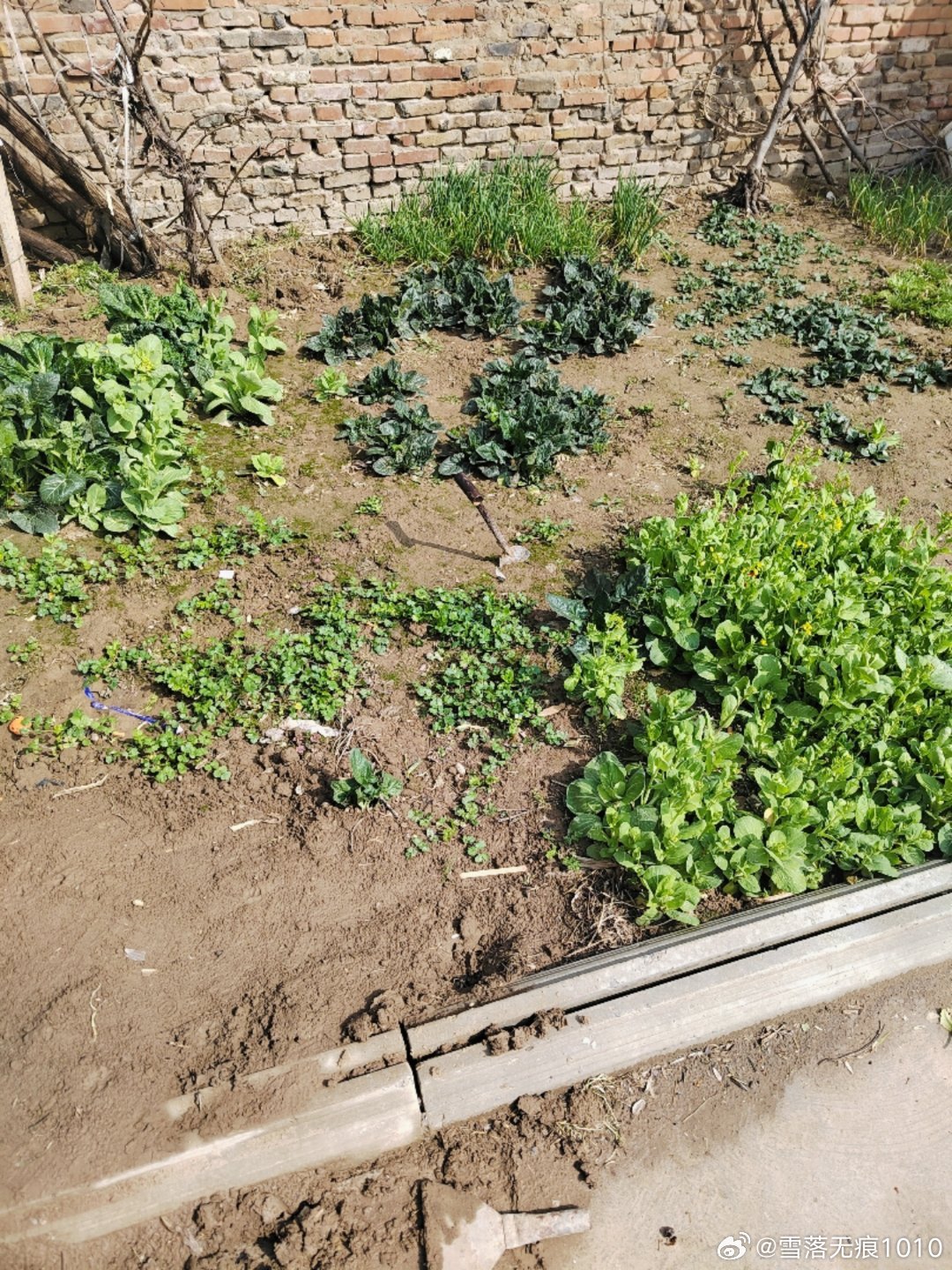 看新闻好多地方都下雪了，我们这里在下了两天半小雨以后，终于露出太阳了。上午还是蒙