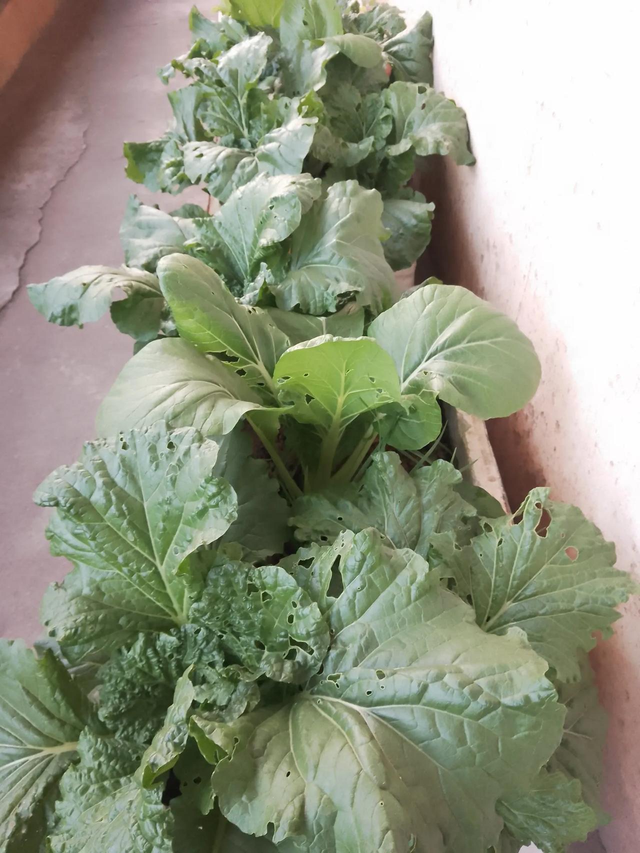 不管怎样，泡沫箱能把菜种这么大，成就感还是满满的！ye！