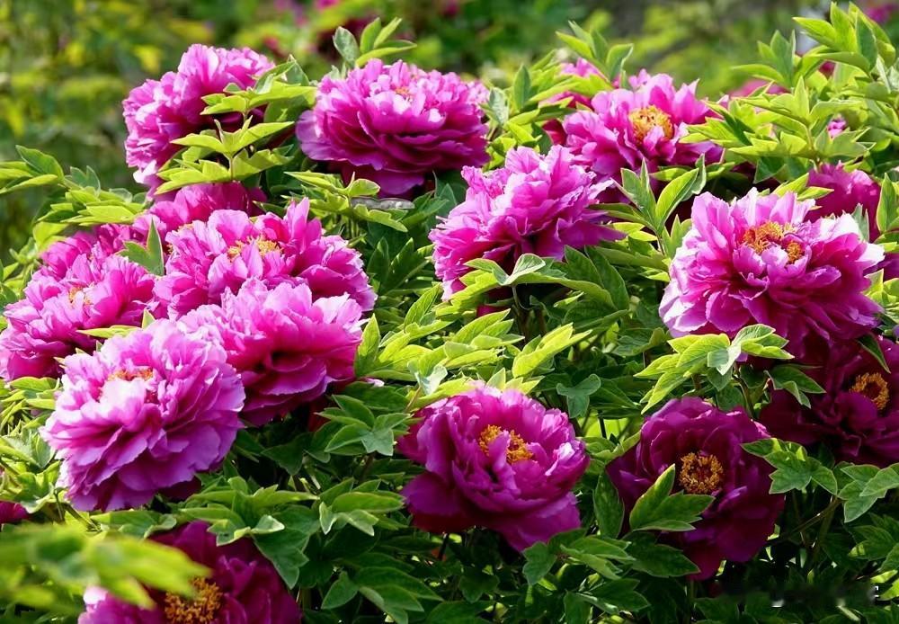 繁花似锦的牡丹花《原创》
继续发反季节花朵，这次发雍容华贵的牡丹花。不多说了，我