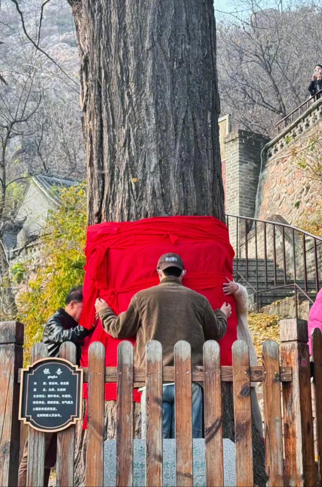 笑鼠了， 在大孤山就这样被路人们围住拍照，围着大树祈福的时候，Duang大一只臂