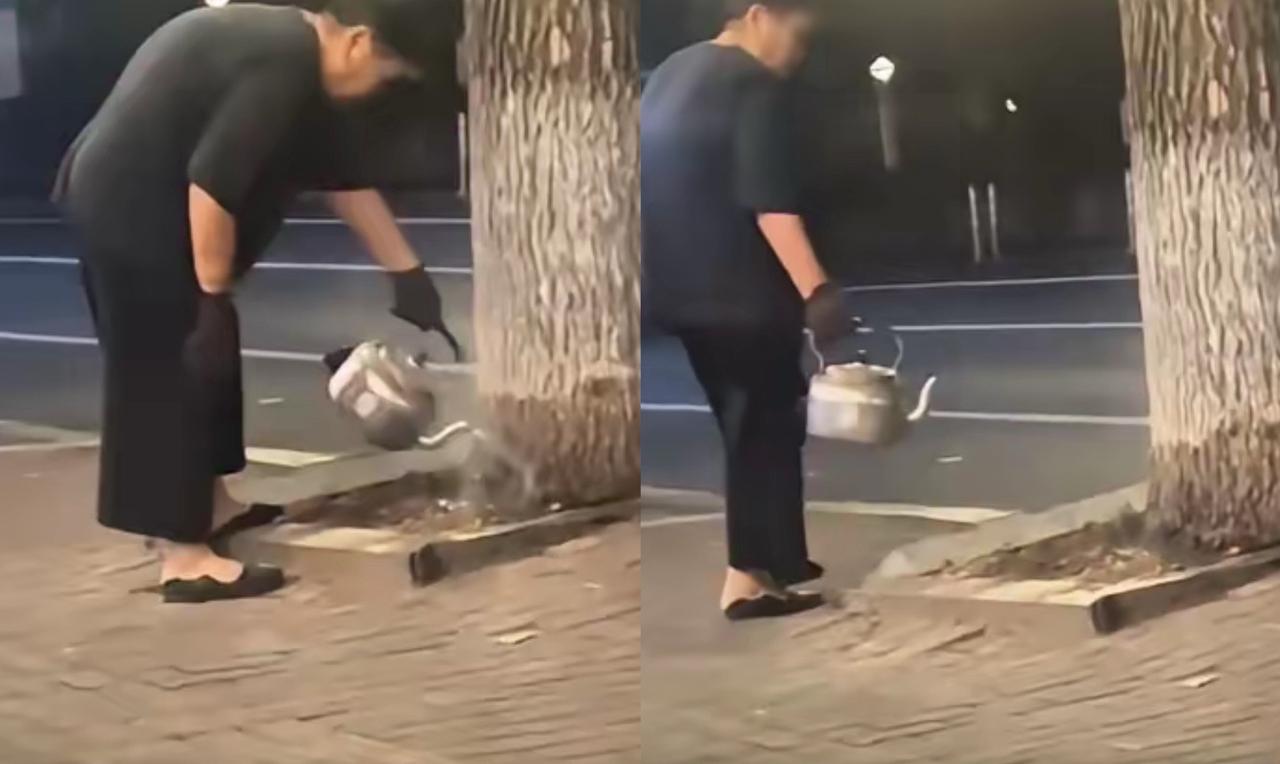 “太离谱了！”沈阳一大妈连续两周晚上，提着一壶开水去小区路边浇树。邻居开始都以为