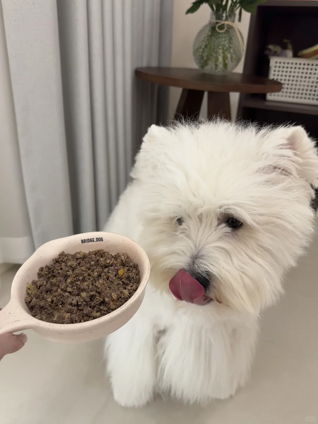 一只减肥狗🐶