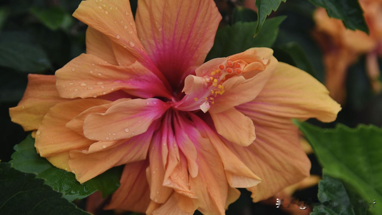 晒图笔记大赛一阵春雨过后，重瓣朱槿花惊喜绽放，更加娇艳欲滴！花朵硕大饱满，橙黄色