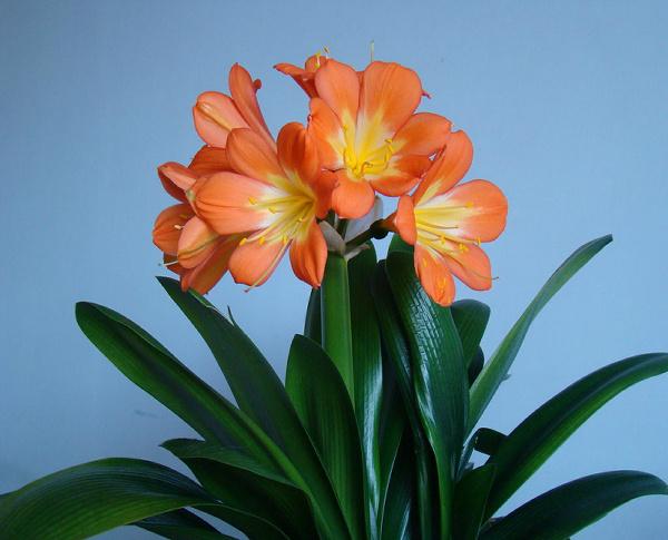 念奴娇.恭贺程玉堂先生八十大夀
         作者:蒲文强
 岁在乙已九月二