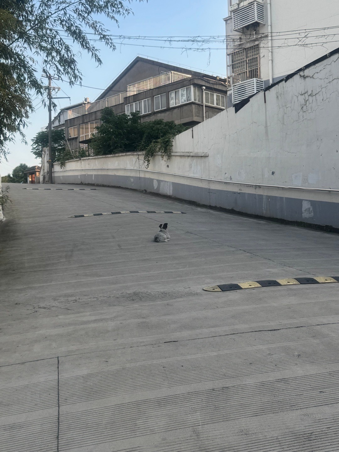 好狗不挡道 