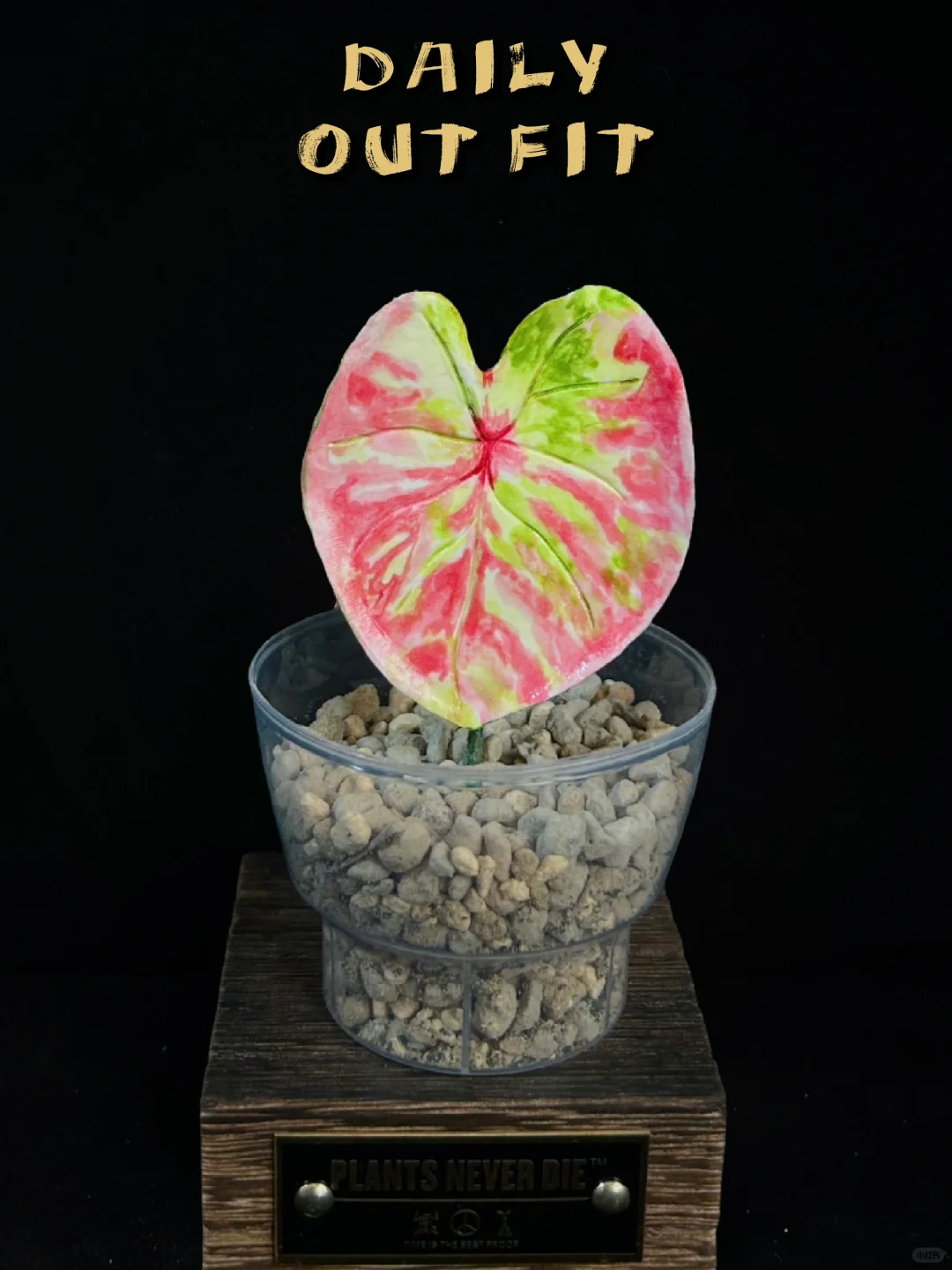 滴，你的植友随机开启了一个彩叶芋盲盒
