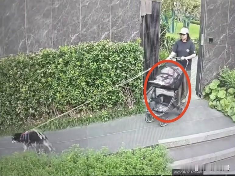 这个女的不管是保姆还是妈妈，这样做的太离谱了。一名女子带娃遛狗回来，两条狗过来跟
