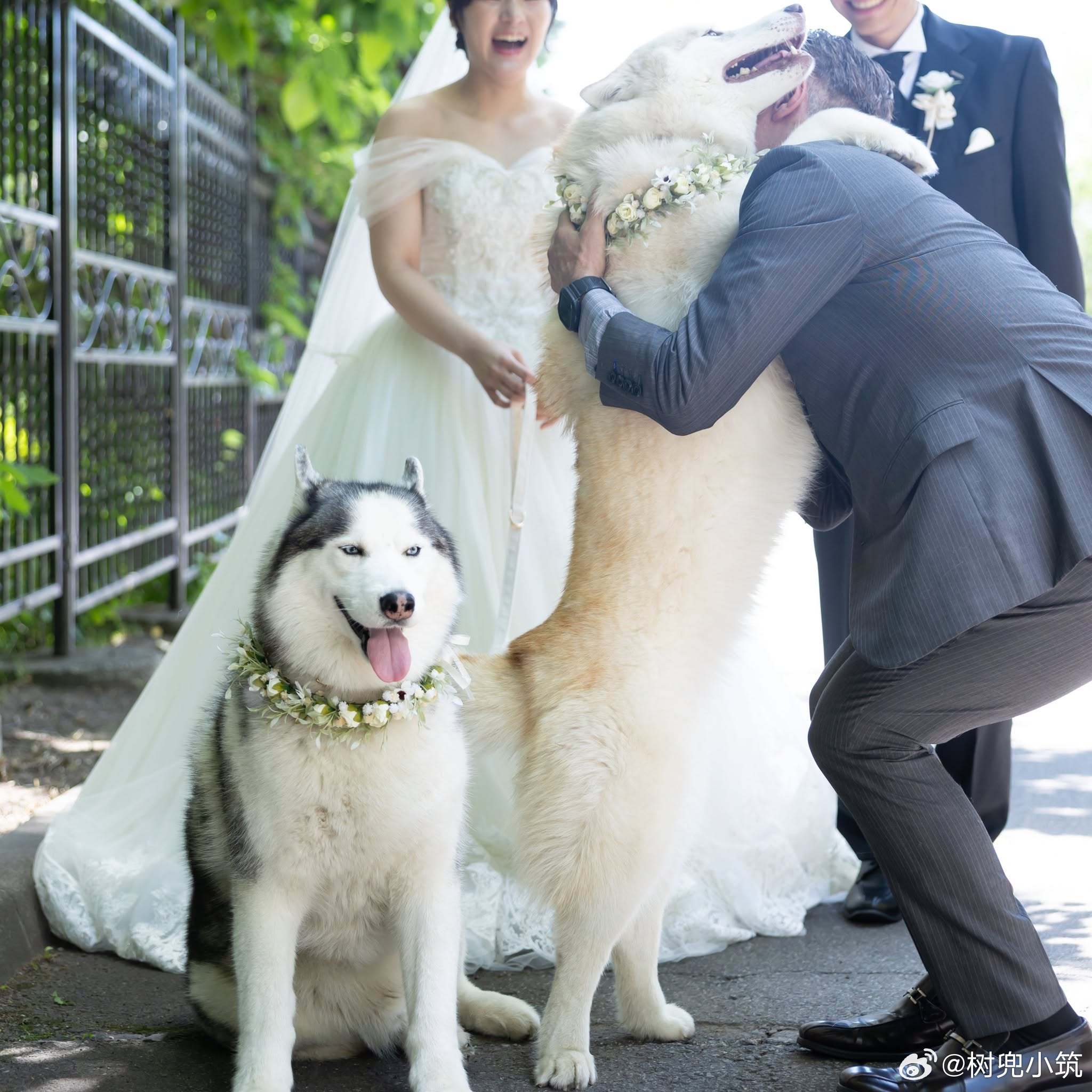 【 拍婚纱照时开心的狗狗与爸爸 】 