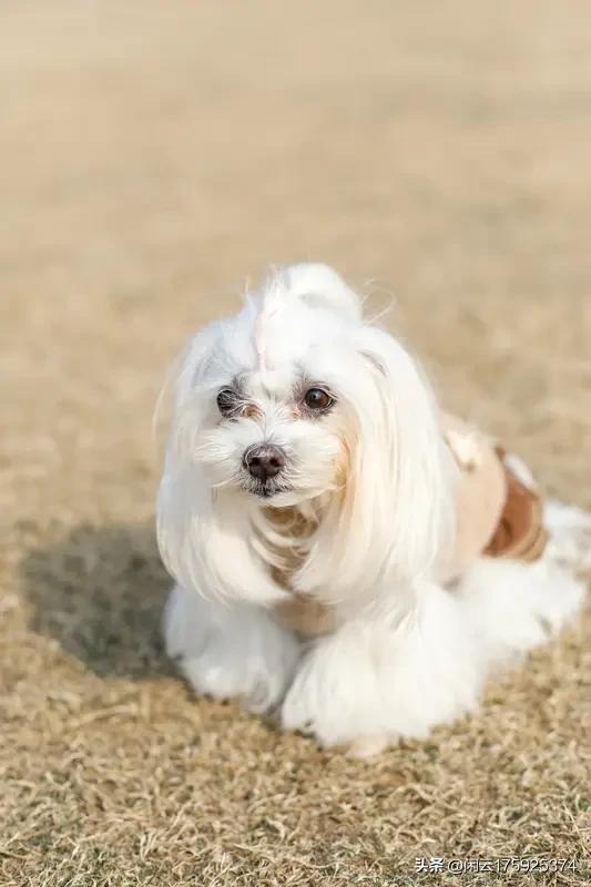 新手建议养西施犬吗?它比较聪明，新手训练起来相对容易。