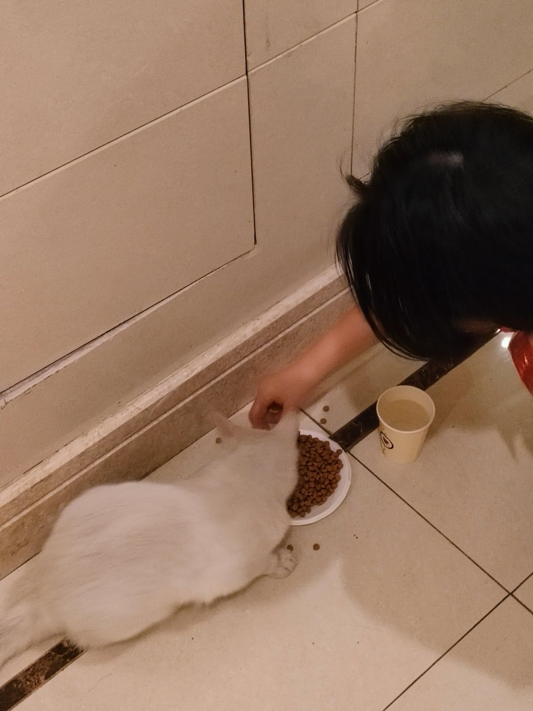 被小猫咪蹭腿的感觉太幸福了——这么好看会撒娇聪明的宝宝 怎么还没被收养ww 