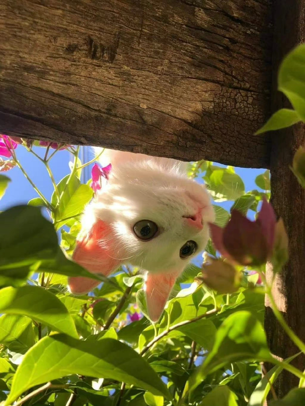 喵喵教集合 ₊⁺🐾₊⁺ ​​​