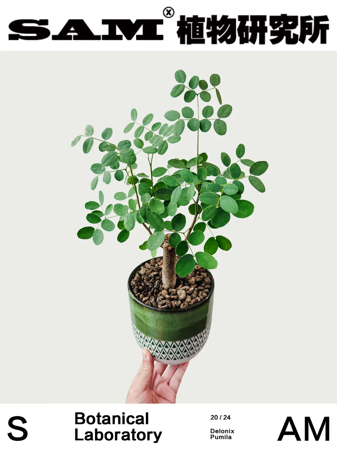 普米拉凤凰木｜Delonix Pumila