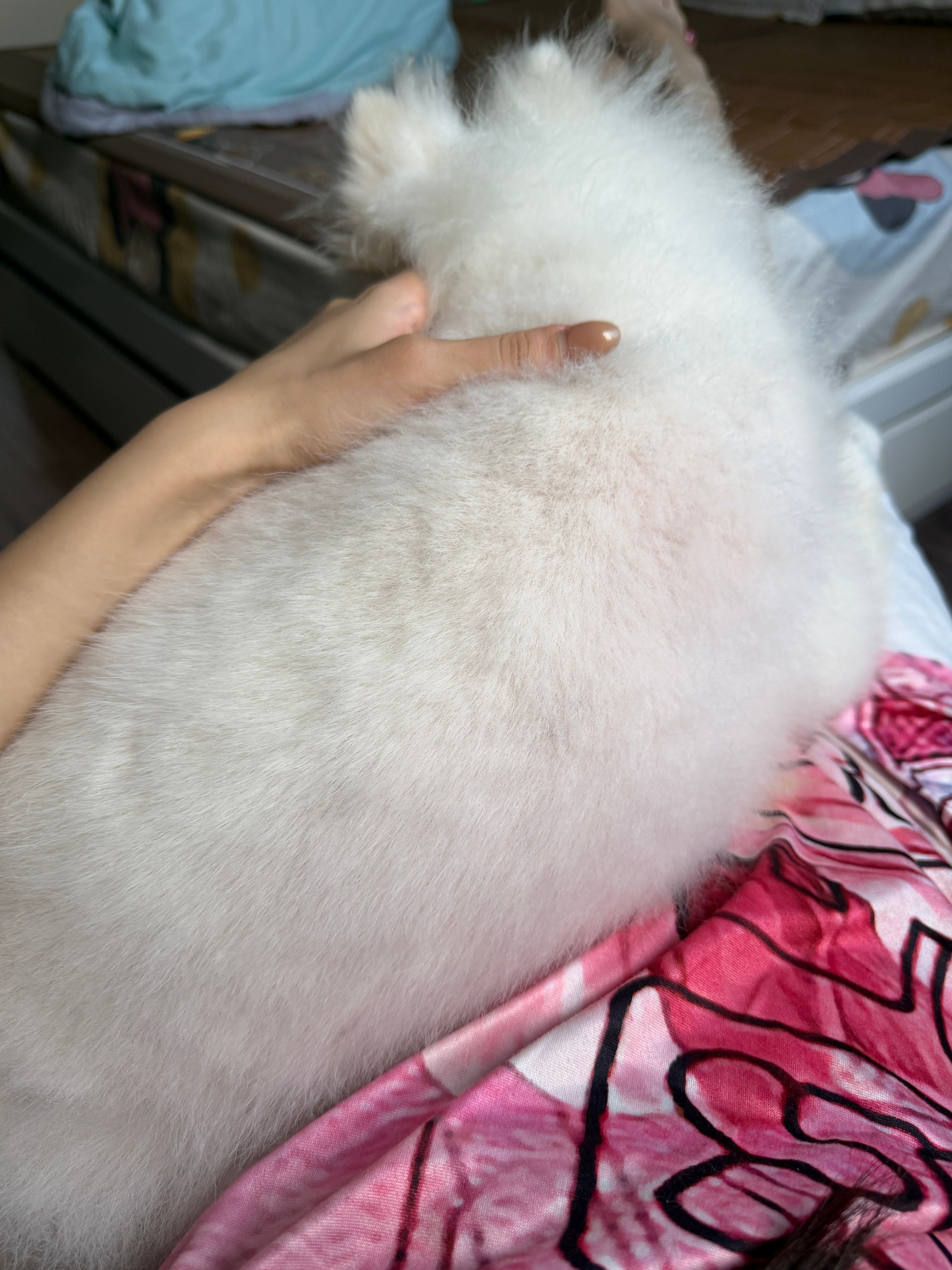 我是小狗的座椅 小狗是我的手机支架 