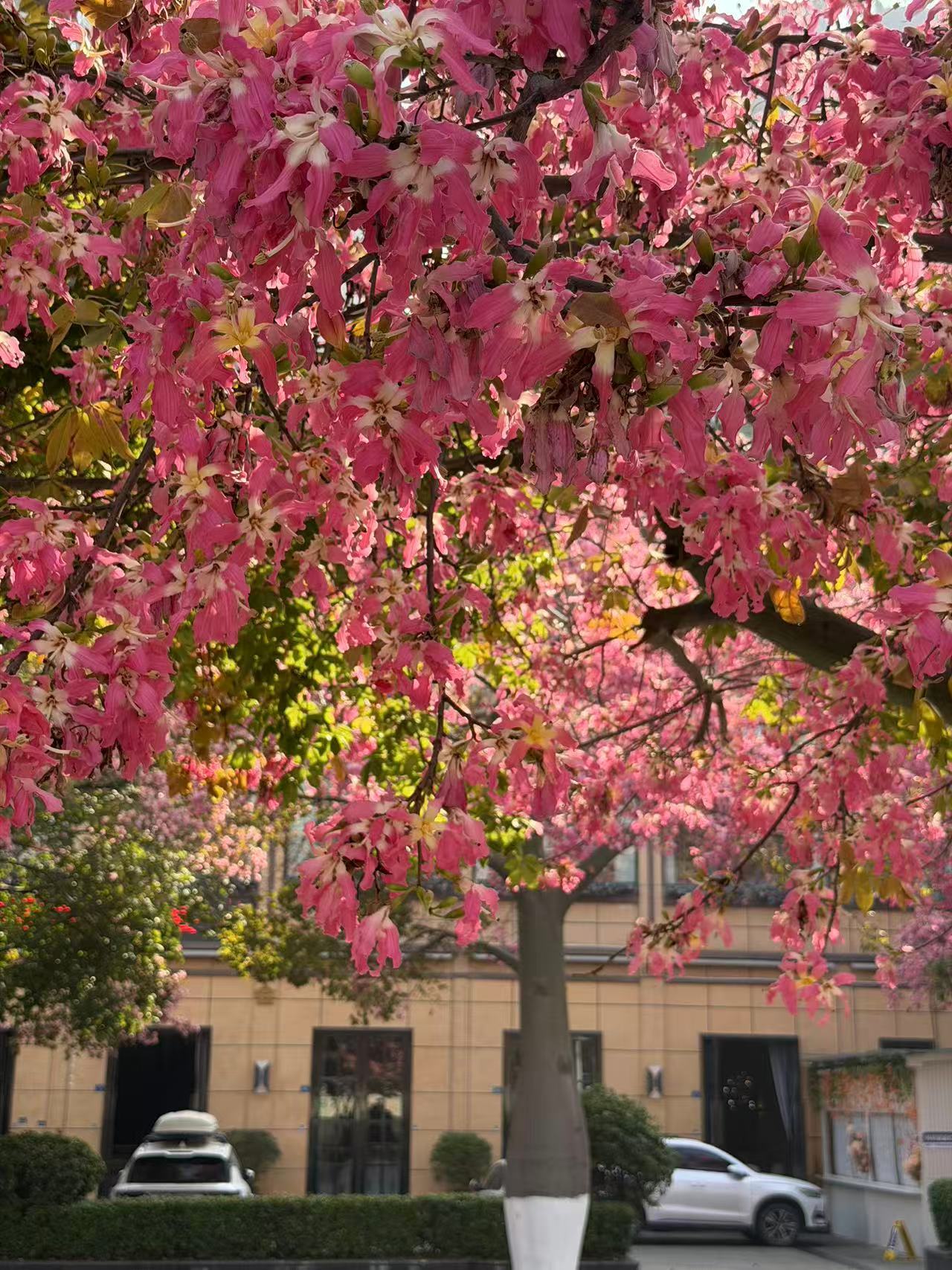 攀枝花的粉色冬天好浪漫被攀枝花盛放的异木棉治愈了这座“阳光花城”年均20.7℃的