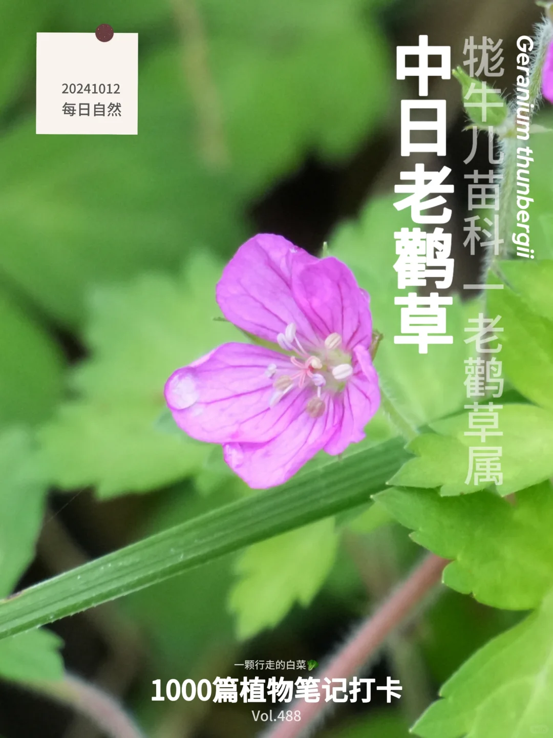 植物笔记488 ｜ 我发现了秋日山野的小确幸