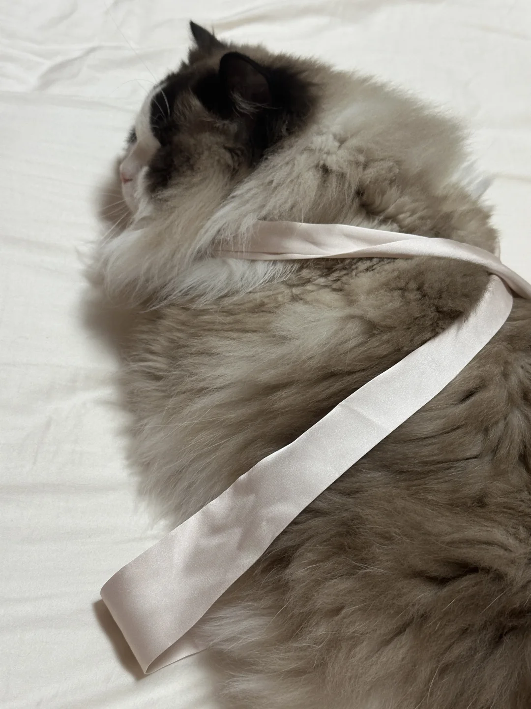 生小猫是为什么？
