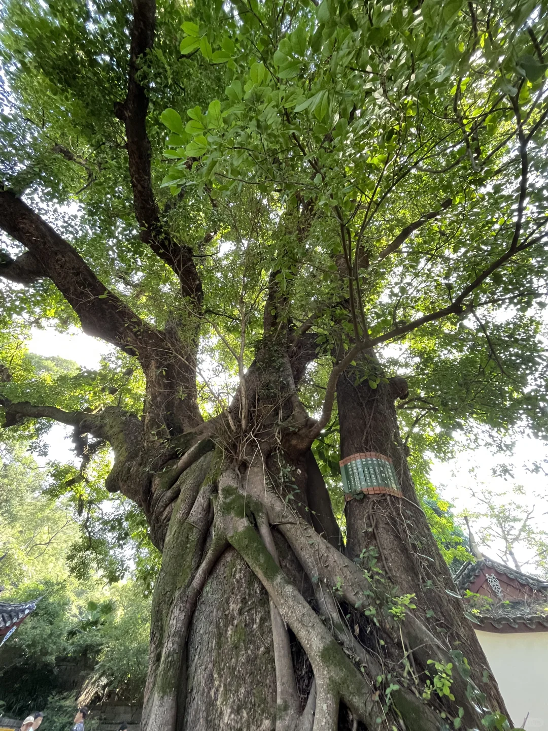 福州古树名木22 | 闽A00187/闽A00188（晋安）