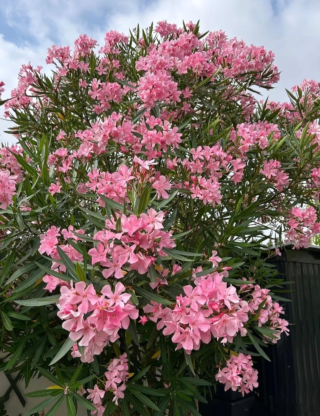 女生嘴含夹竹桃拍照中毒过敏全株都有毒，根、茎、叶、花、种子、汁液、燃烧的烟气都有