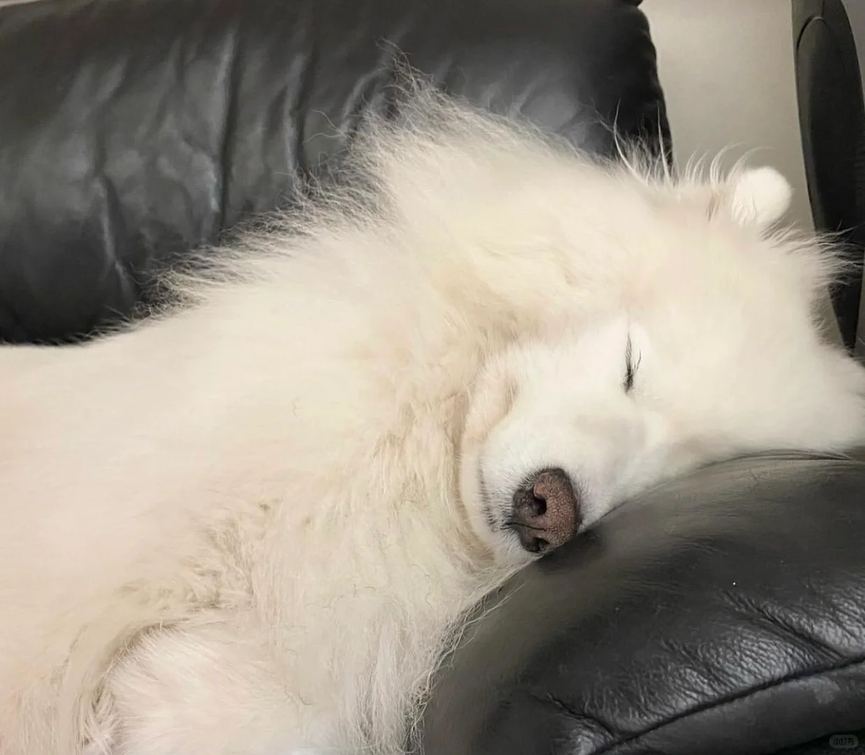 走的很安详，躺在了自己最喜欢的沙发上
