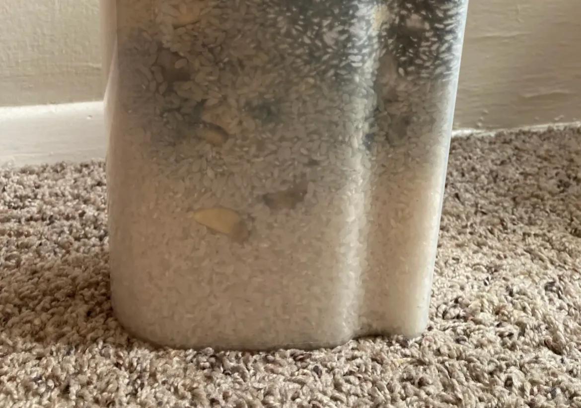 别再把大蒜放进米桶里了！！！
许久未碰大米的减肥之旅中，厨房悄然弥漫起一股微妙的