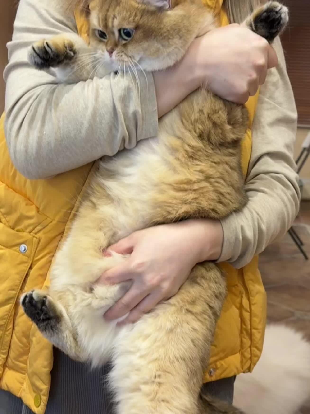 大小金猪🐷