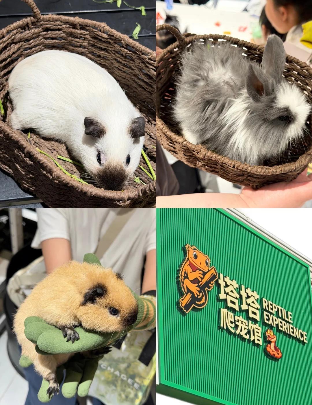 周末跟着小孩哥姐勇闯塔塔爬宠馆🐛
自己上班不得劲 就喜欢休息的时候看别人上班啊