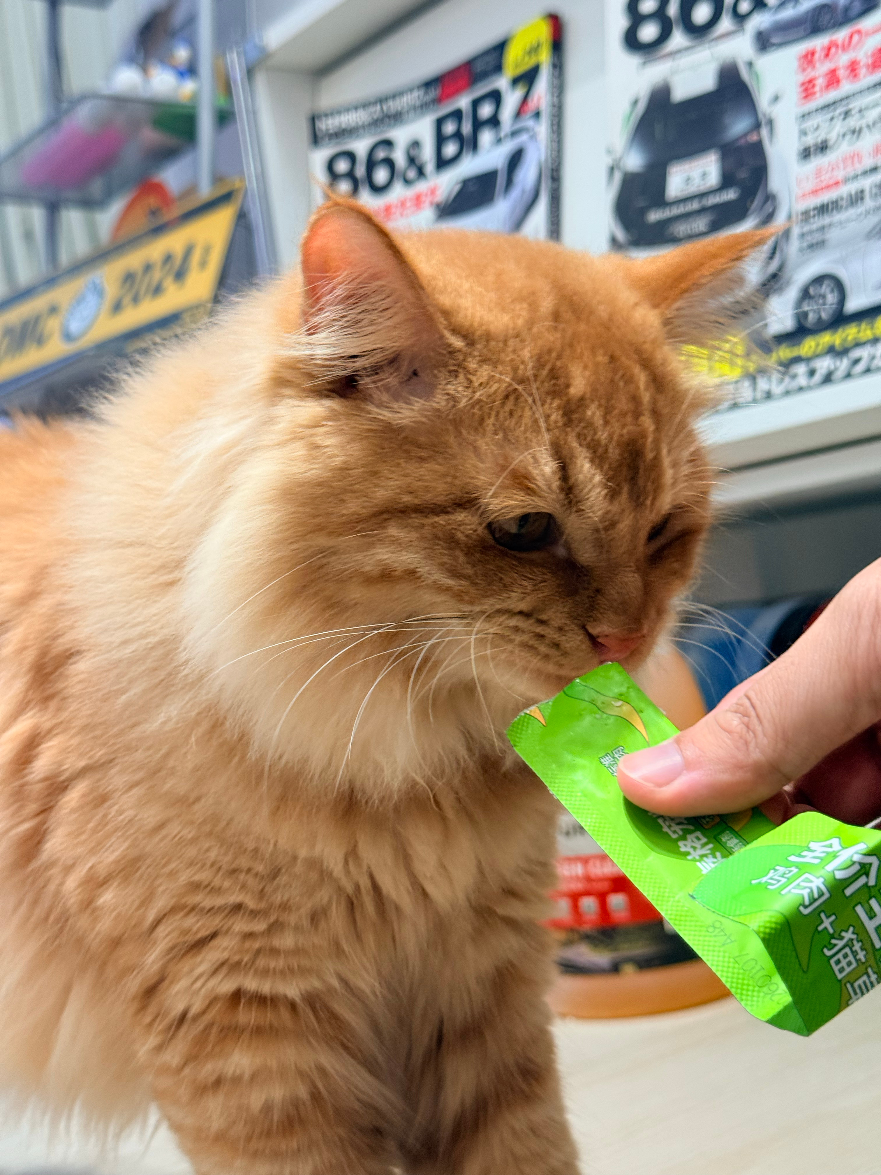 我宣布比帮猫猫剪指甲更难的事是帮他剃脚毛又难抓又难刮还得喂着猫条转移注意力，剃完