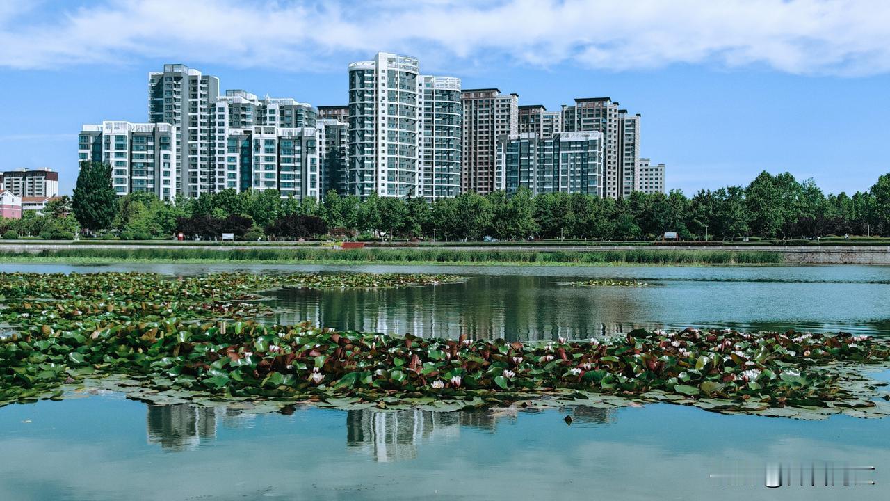 威海市文登区抱龙河里的莲花与岸边的河景房，在蓝天白云下引人入胜。