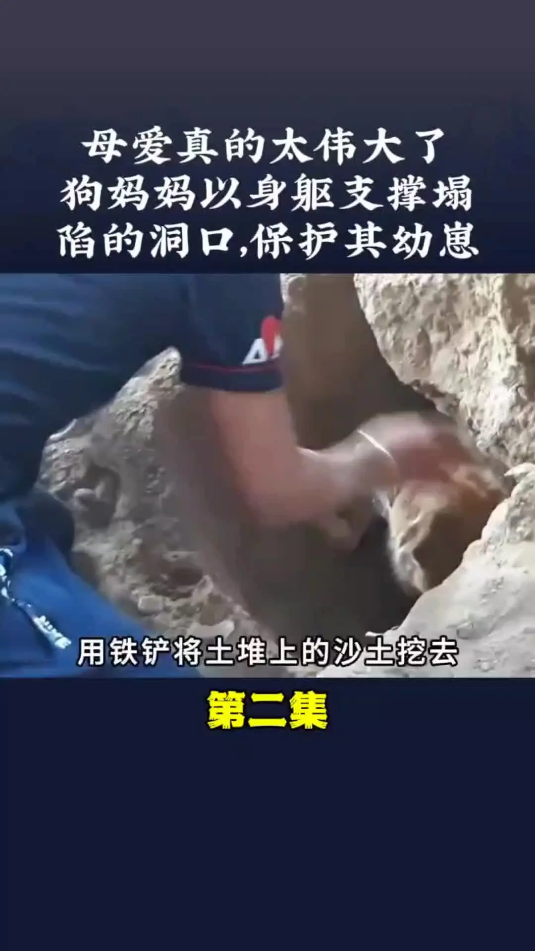 内容启发搜索 动物世界 狗狗故事