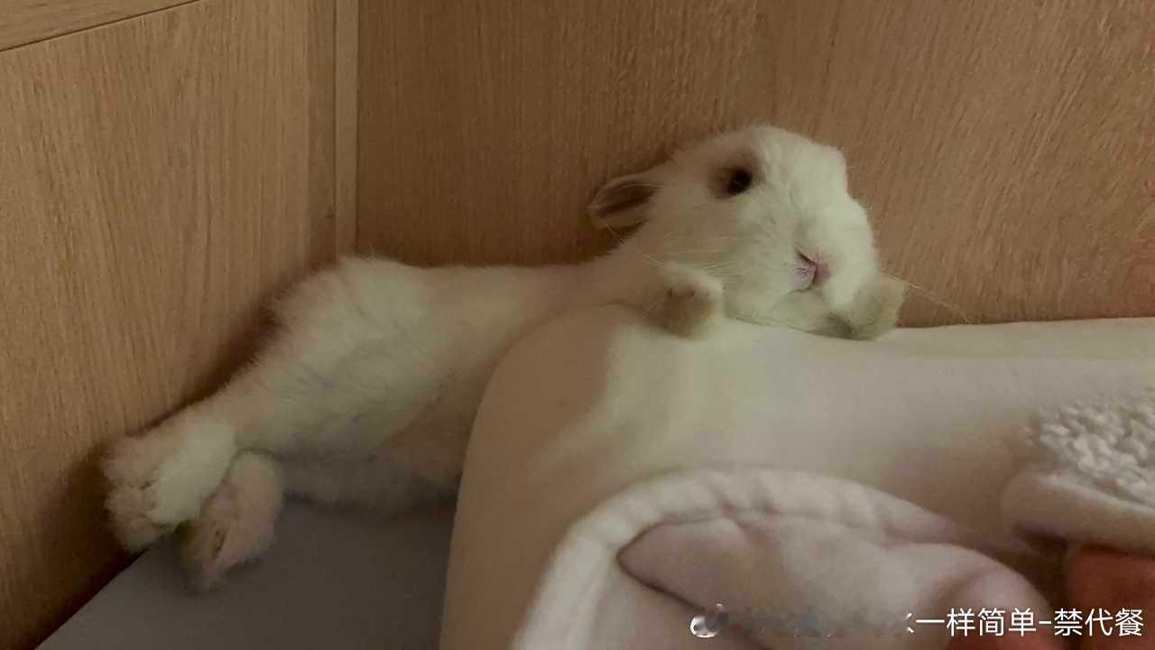 15034🐇【呕吐】这只小海豹今天开始就是成年吐了🎉（14991关于兔粮的问