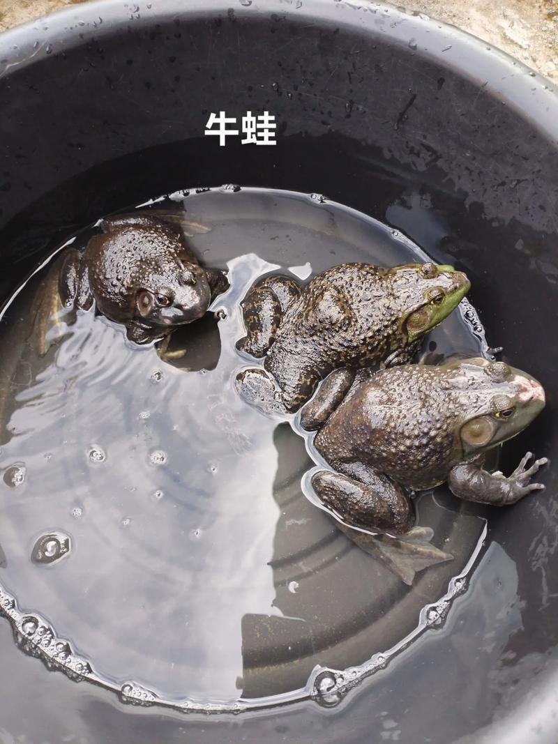 多地严查抗生素牛蛙前天还吐槽外卖牛蛙给得少，昨天就刷到“抗生素超标5倍”的新闻，
