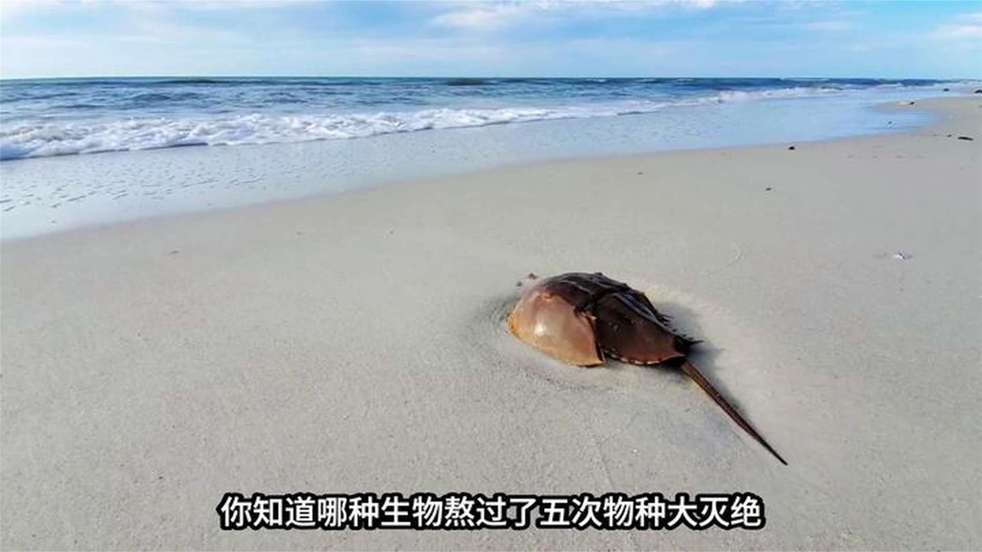 生存了4亿年的中华鲎，其内部的蓝色血液到底隐藏了什么秘密？