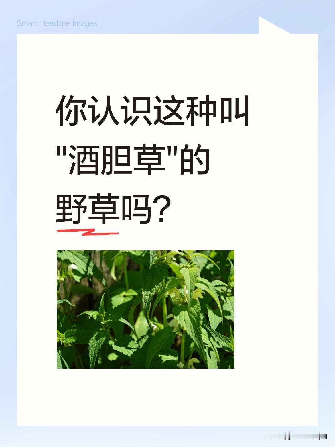 你认识这种叫"酒胆草"的野草吗？
以前村里随处可见的杂草，竟是珍贵的中草药。有人