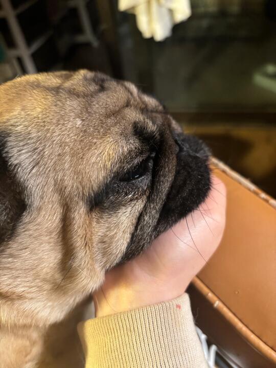 捧着小狗脸脸睡觉
