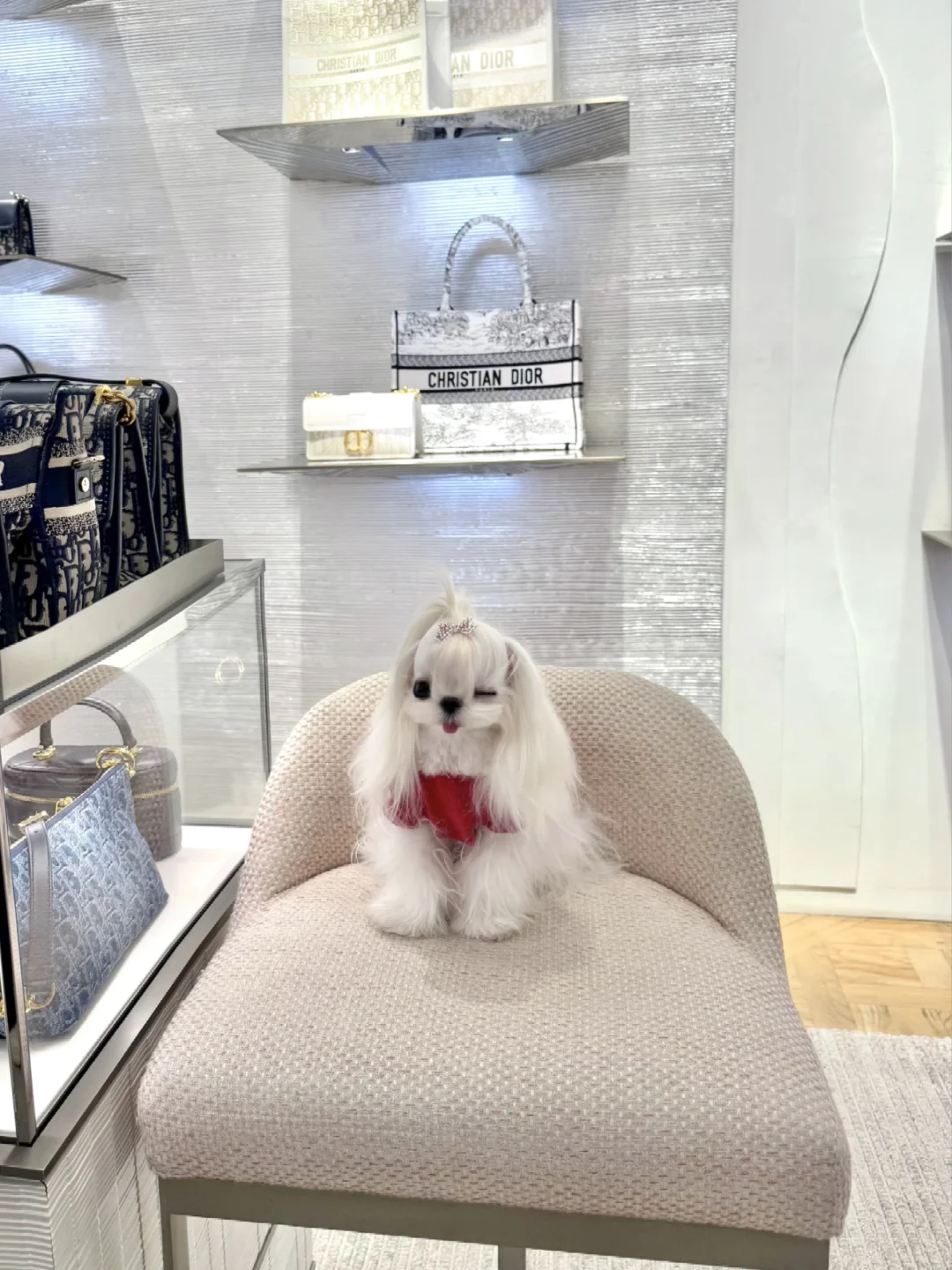 小狗的一天🐾陪麻麻逛街啦💕
